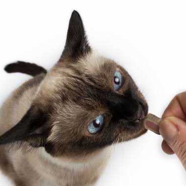 Cat Bites I86729