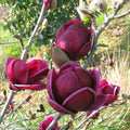 Magnolia Live Deciduous Tree in Grower Container H536