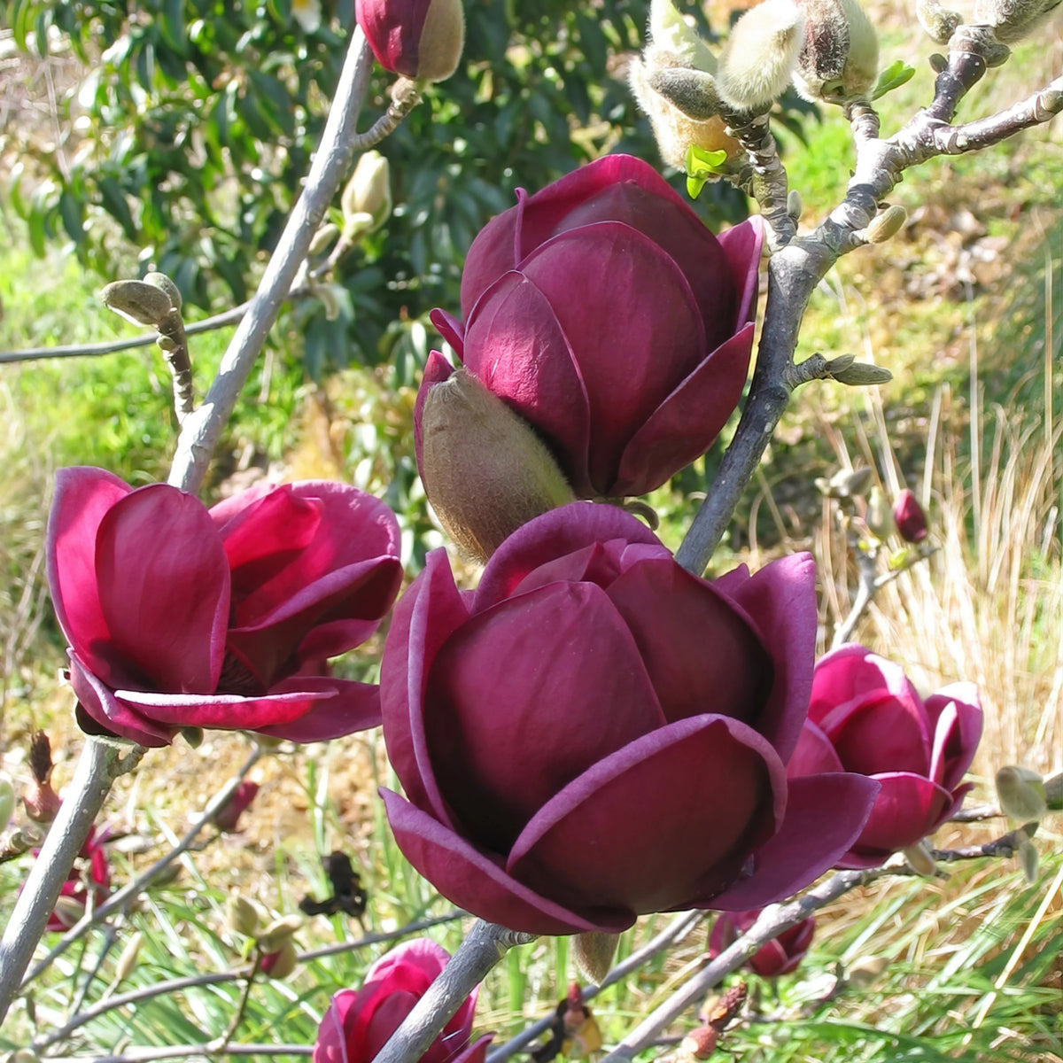 Magnolia Live Deciduous Tree in Grower Container H536
