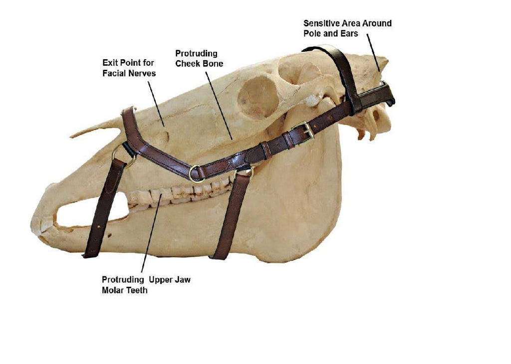 Brown Competition Bridle N590