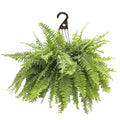 Boston Fern Hanging Basket Live Plant S743