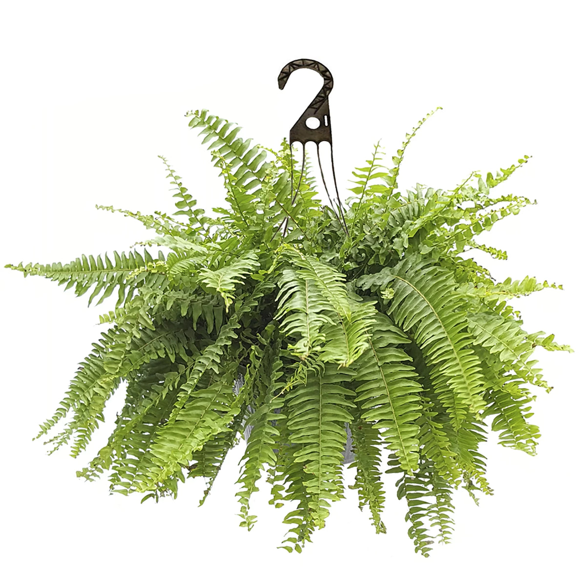 Boston Fern Hanging Basket Live Plant S743