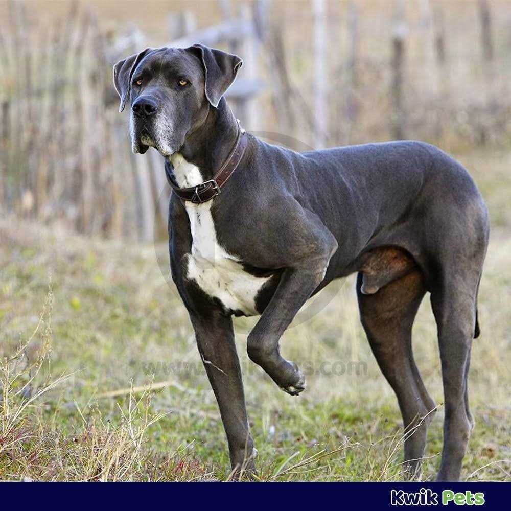 Triple Wormer for Medium & Large Dogs S821