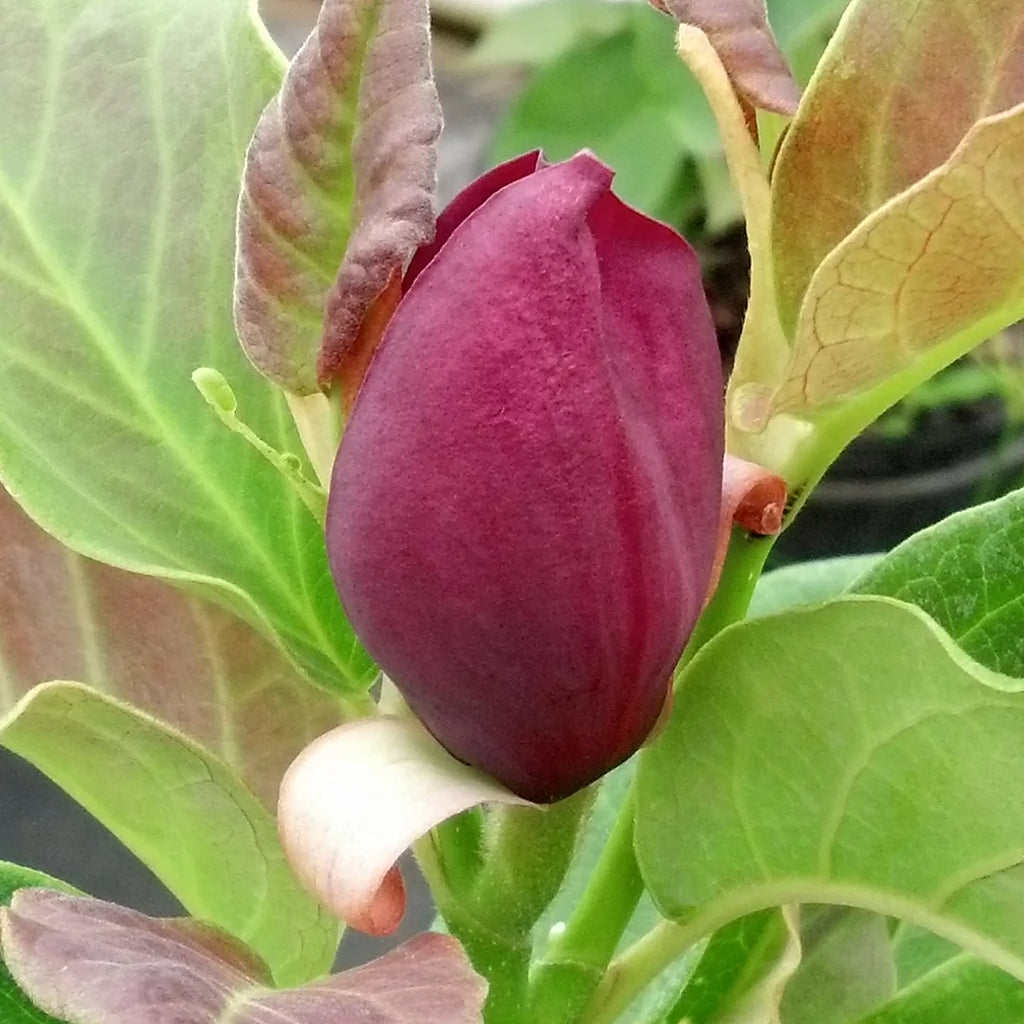 Magnolia Live Deciduous Tree in Grower Container H536