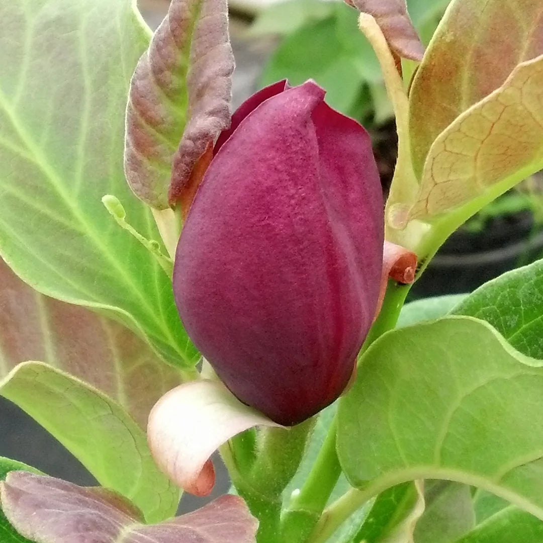 Magnolia Live Deciduous Tree in Grower Container H536