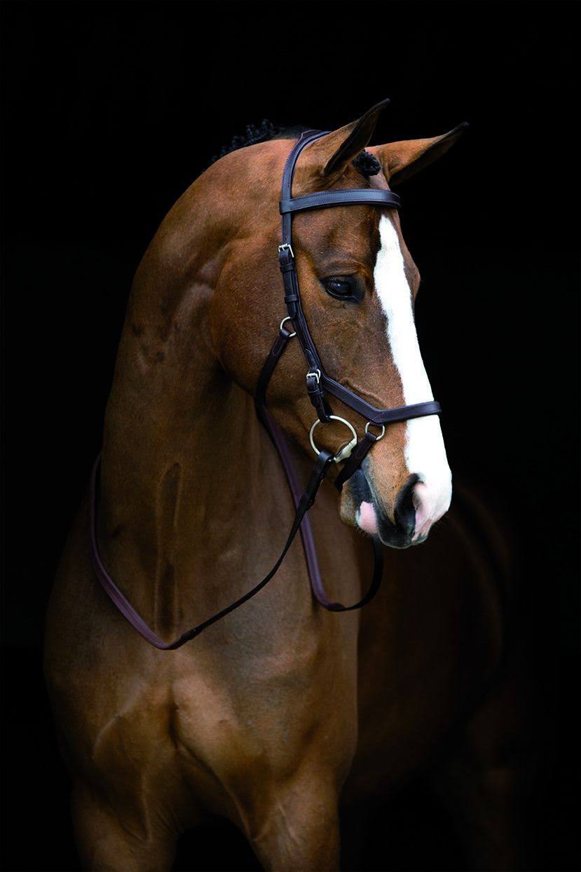 Brown Competition Bridle N590