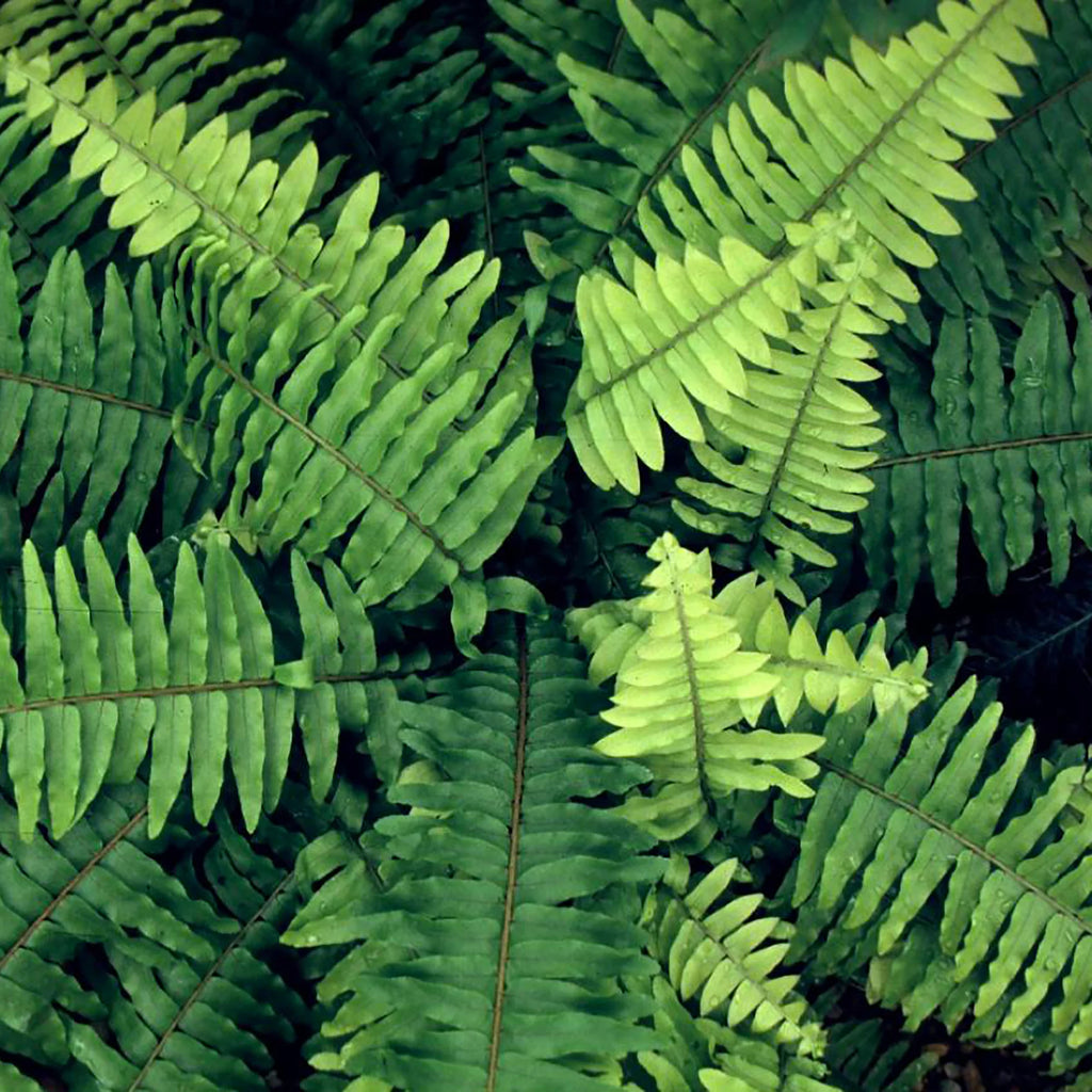 Boston Fern Hanging Basket Live Plant S743