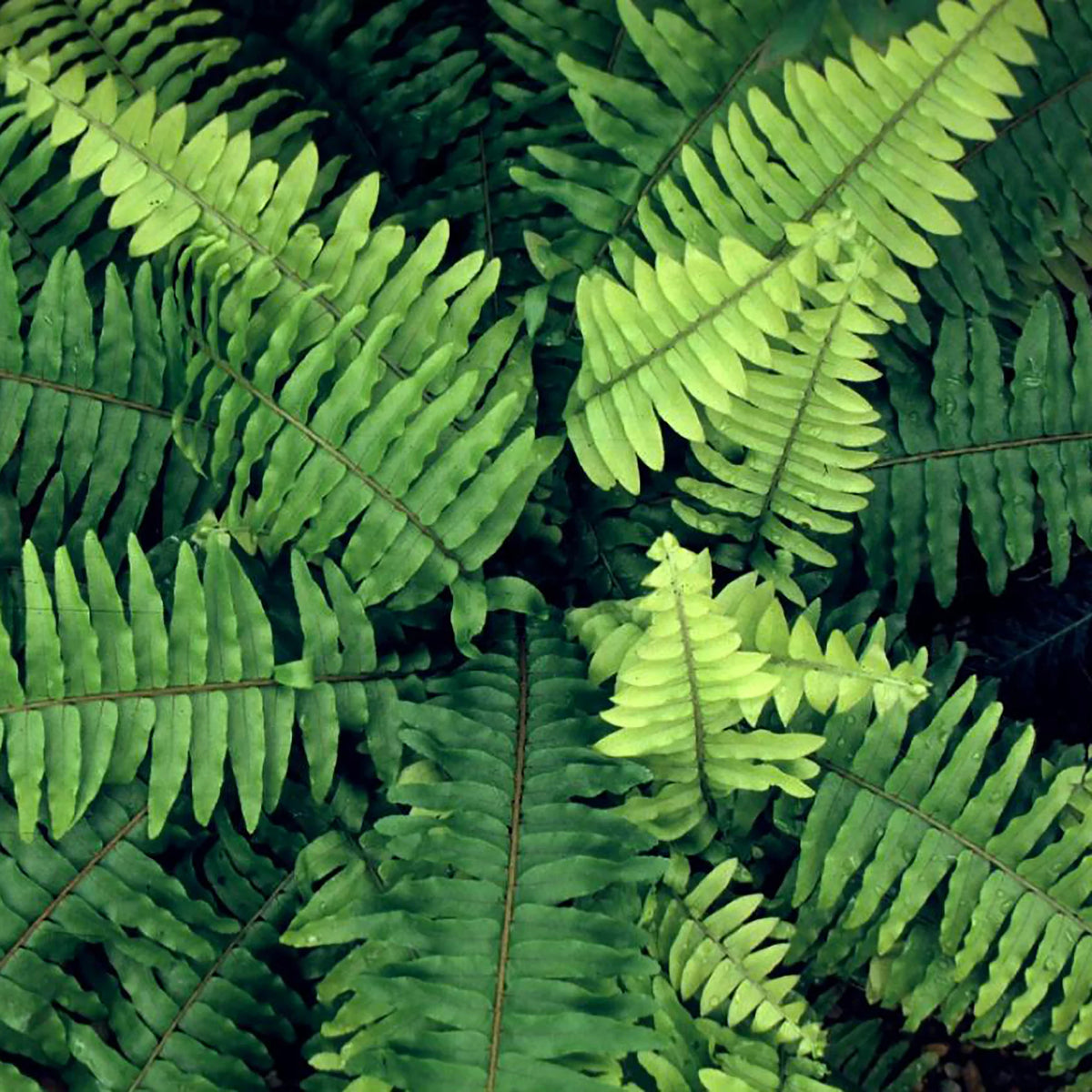 Boston Fern Hanging Basket Live Plant S743