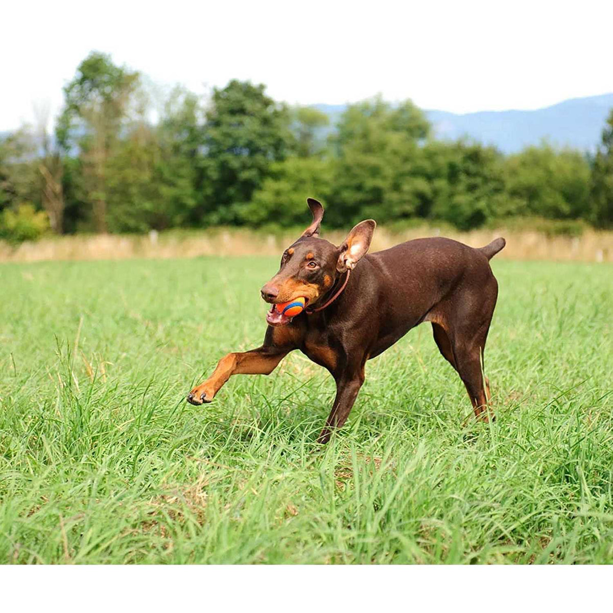 Canister Ultra Ball Dog Toy C7282