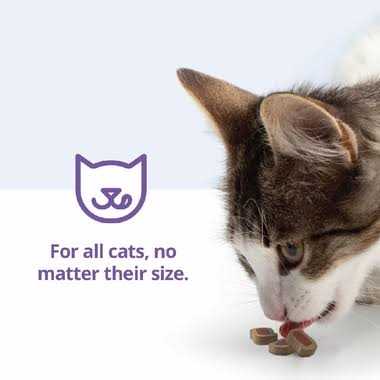 Cat Bites I86729