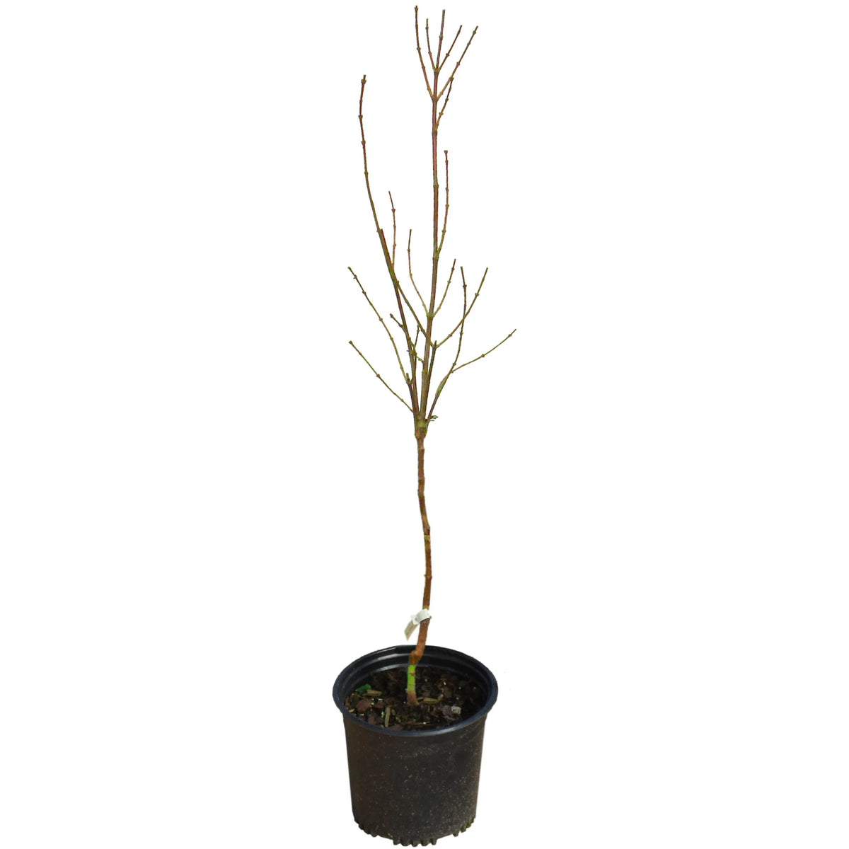 Magnolia Live Deciduous Tree in Grower Container H536