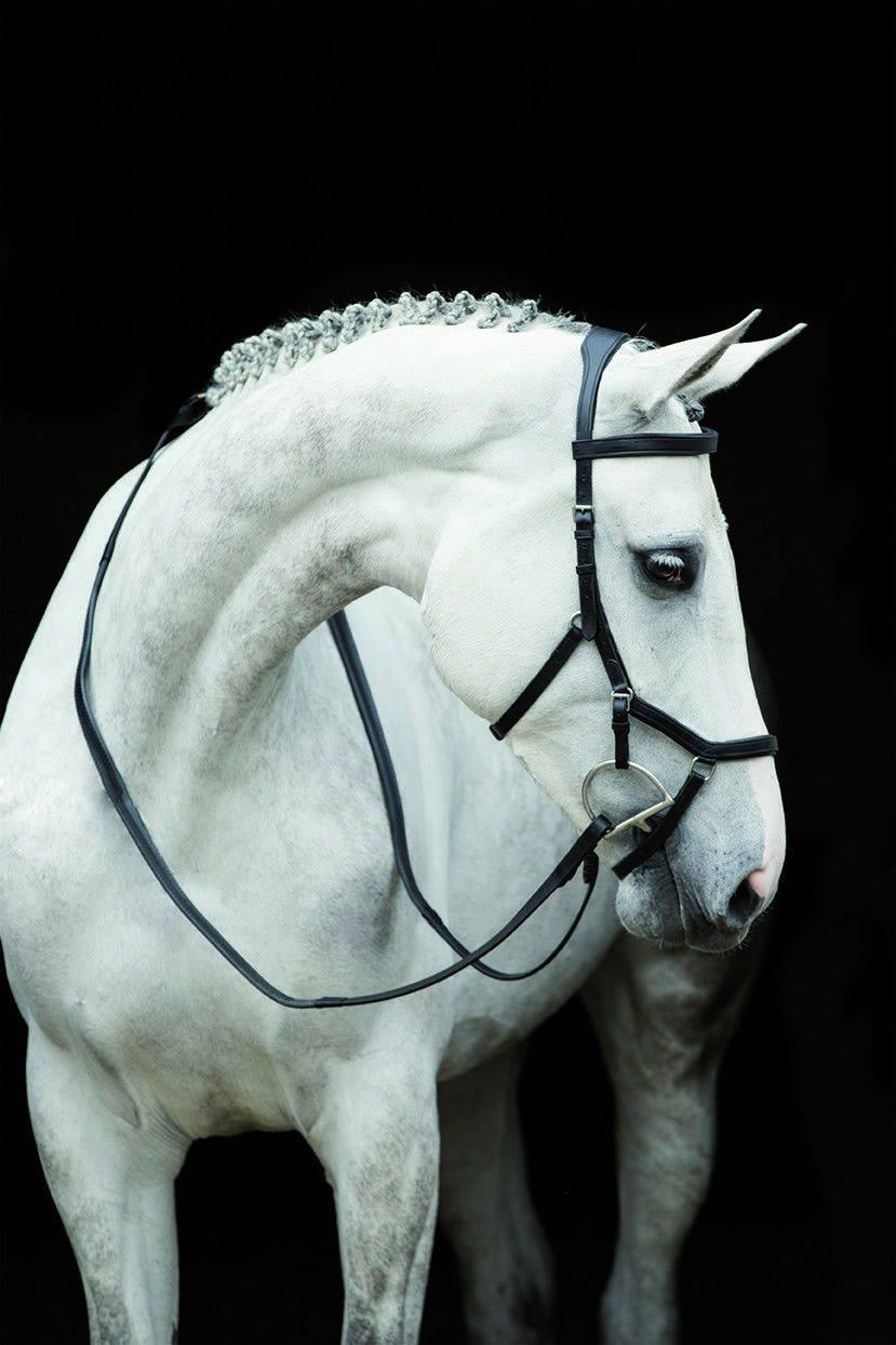 Brown Competition Bridle N590