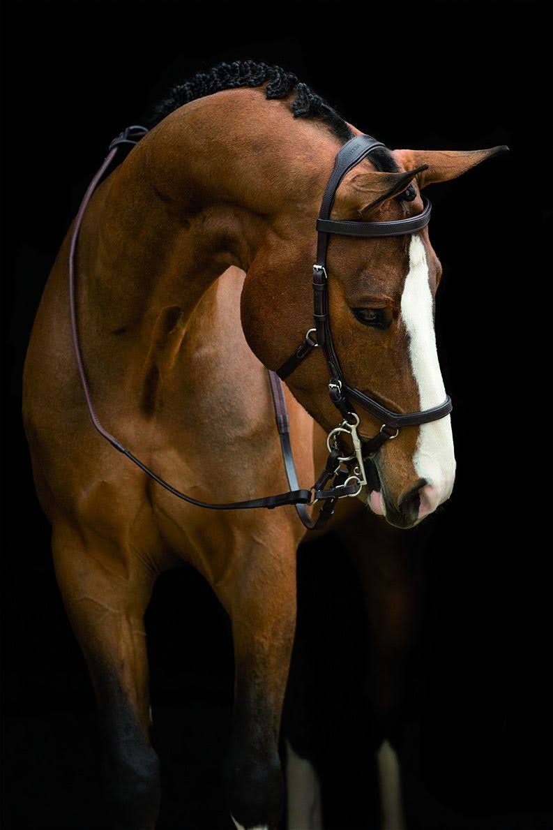 Brown Competition Bridle N590