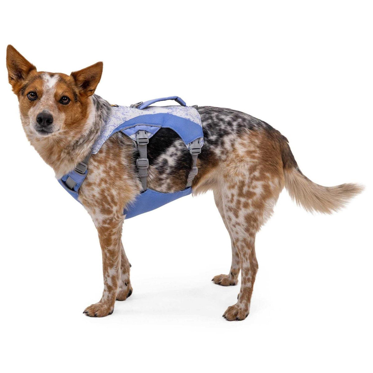 Dog Harness Z4476