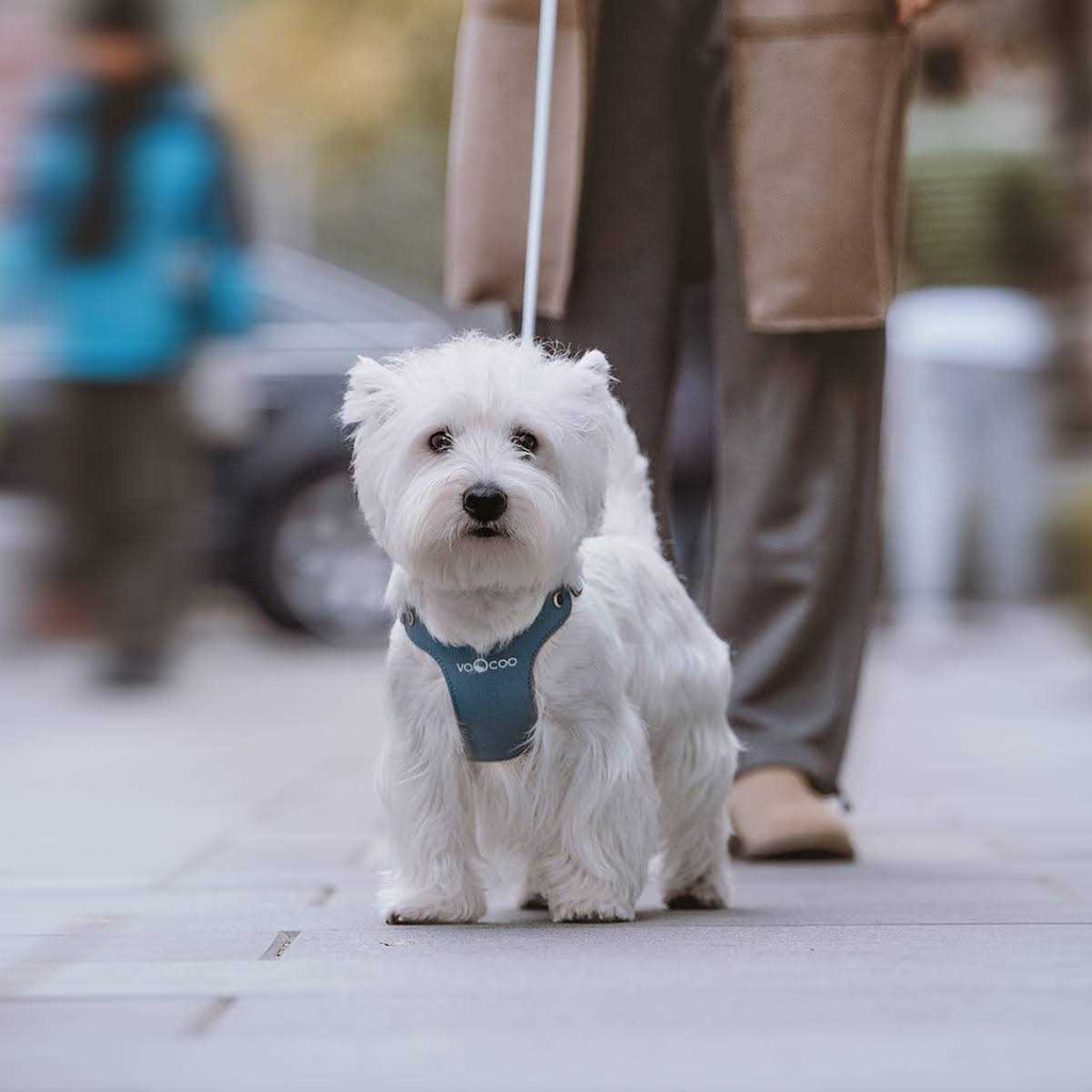 Pet Harness and Leash Set P608