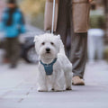 Pet Harness and Leash Set P608