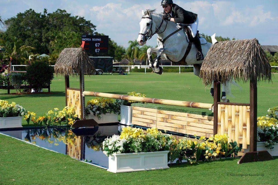 Brown Competition Bridle N590